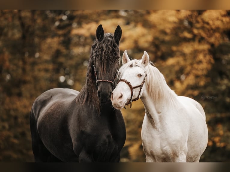 Lusitano Wałach 12 lat 157 cm Cremello in Simmern