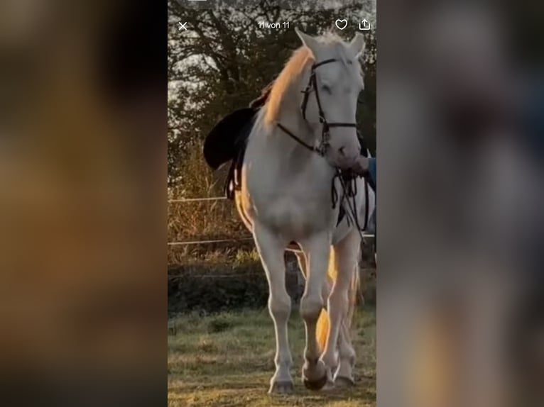 Lusitano Wałach 12 lat 157 cm Cremello in Magdeburg