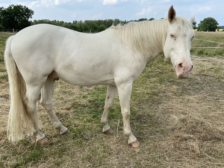 Lusitano Wałach 12 lat 157 cm Cremello in Magdeburg