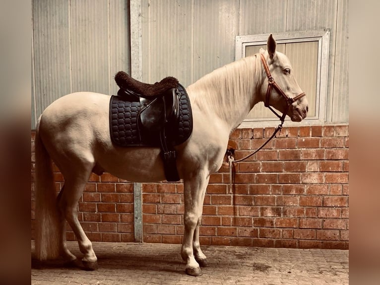 Lusitano Wałach 12 lat 157 cm Cremello in Magdeburg