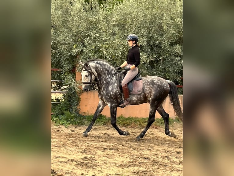 Lusitano Wałach 12 lat 160 cm Siwa jabłkowita in Maillane