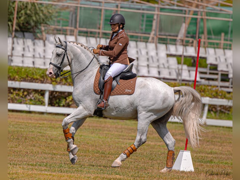 Lusitano Wałach 12 lat 163 cm Siwa w hreczce in Esposende