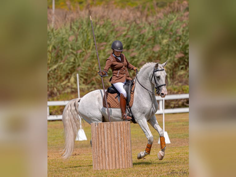Lusitano Wałach 12 lat 163 cm Siwa w hreczce in Esposende