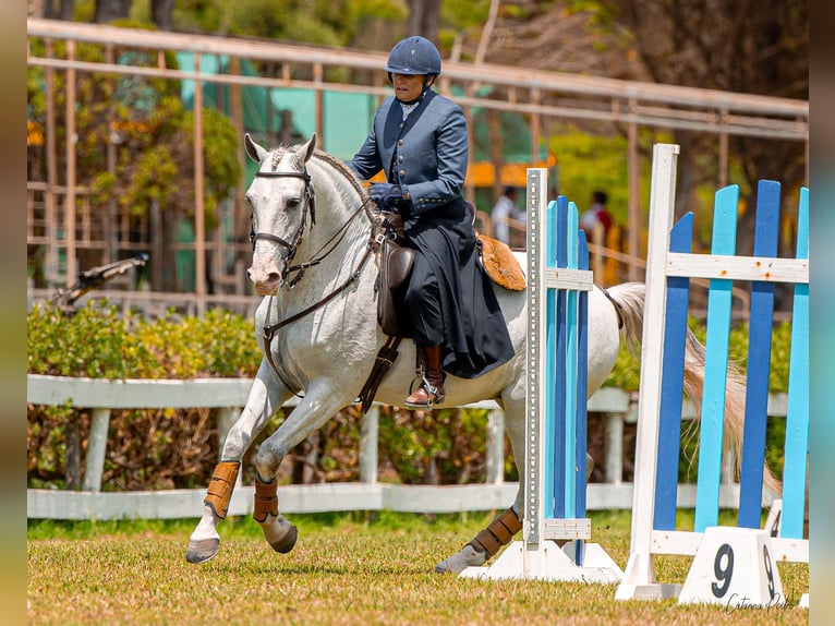 Lusitano Wałach 12 lat 163 cm Siwa w hreczce in Esposende