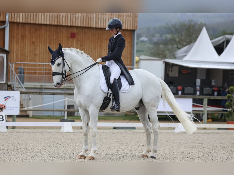 Lusitano Wałach 12 lat 166 cm Siwa in Étaux