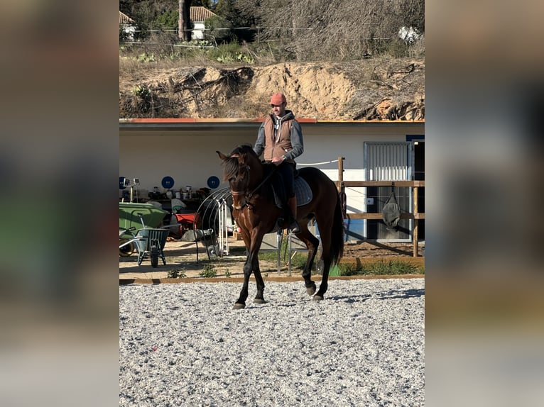 Lusitano Wałach 12 lat 169 cm Ciemnogniada in Algarve