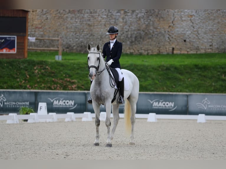 Lusitano Wałach 12 lat 170 cm Siwa in Vergèze