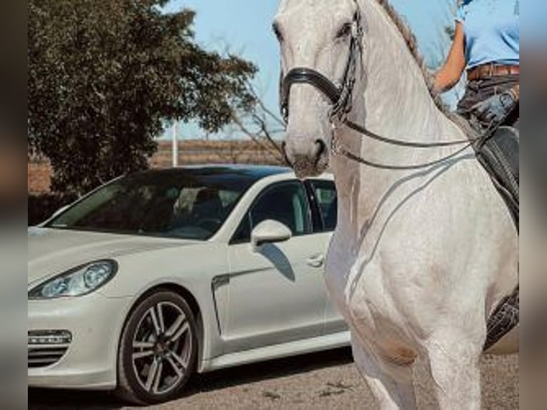 Lusitano Mix Wałach 13 lat 167 cm Siwa in Badajoz