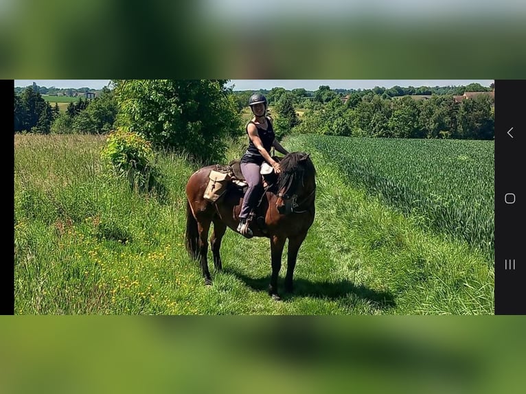Lusitano Mix Wałach 13 lat 170 cm Bułana in Bleienbach