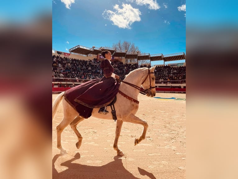 Lusitano Mix Wałach 13 lat 170 cm Izabelowata in Santok