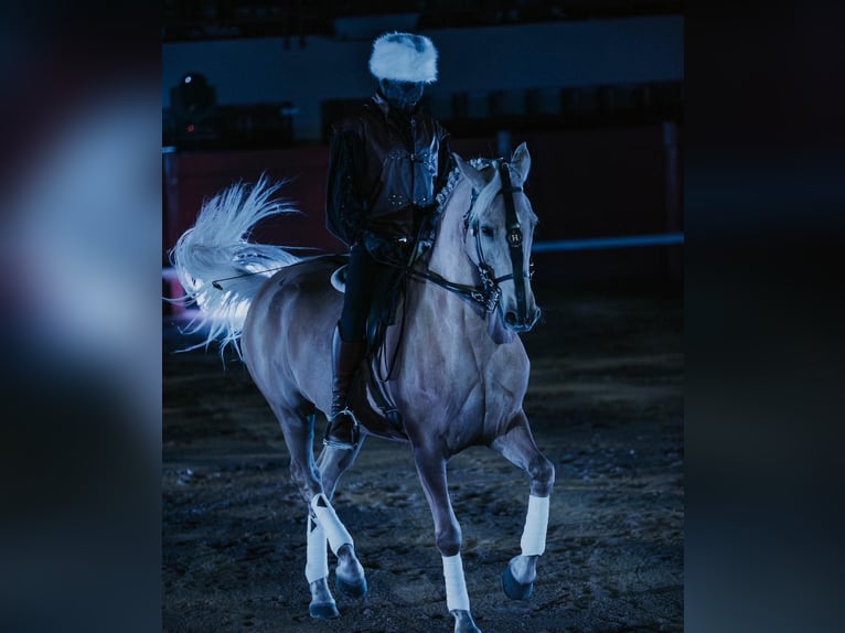 Lusitano Mix Wałach 13 lat 170 cm Izabelowata in Santok