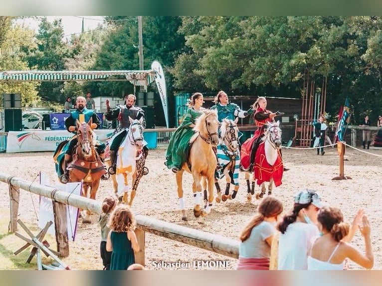 Lusitano Mix Wałach 13 lat 170 cm Izabelowata in Santok