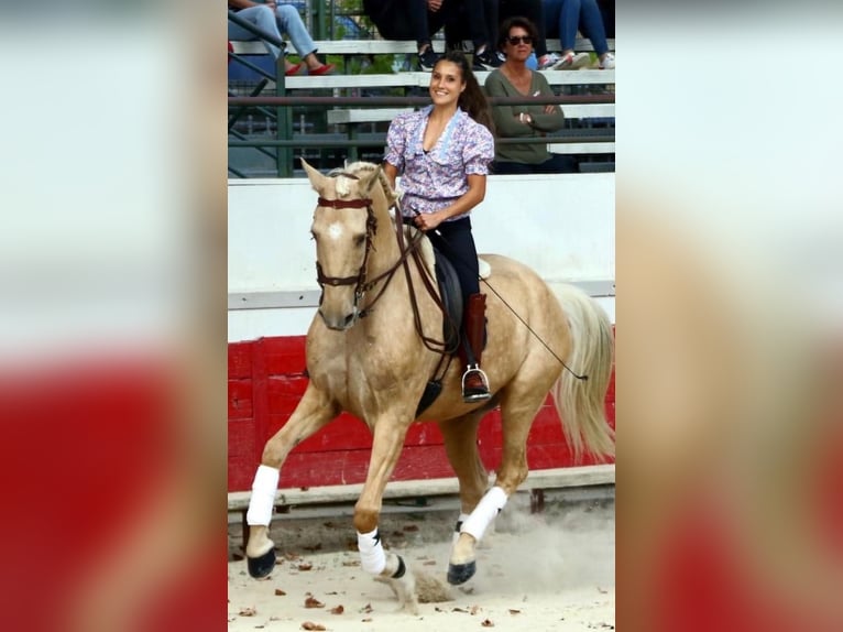 Lusitano Mix Wałach 13 lat 170 cm Izabelowata in Santok