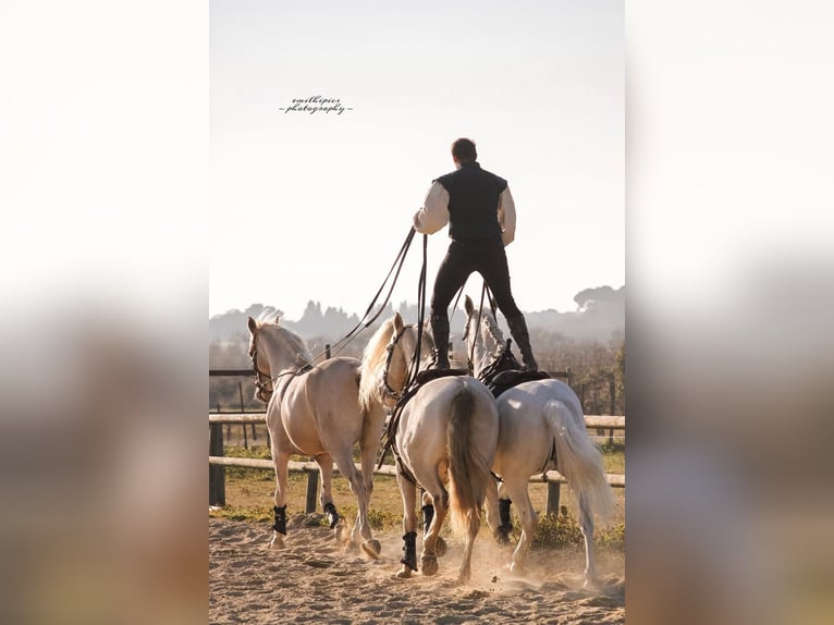 Lusitano Mix Wałach 13 lat 170 cm Izabelowata in Santok