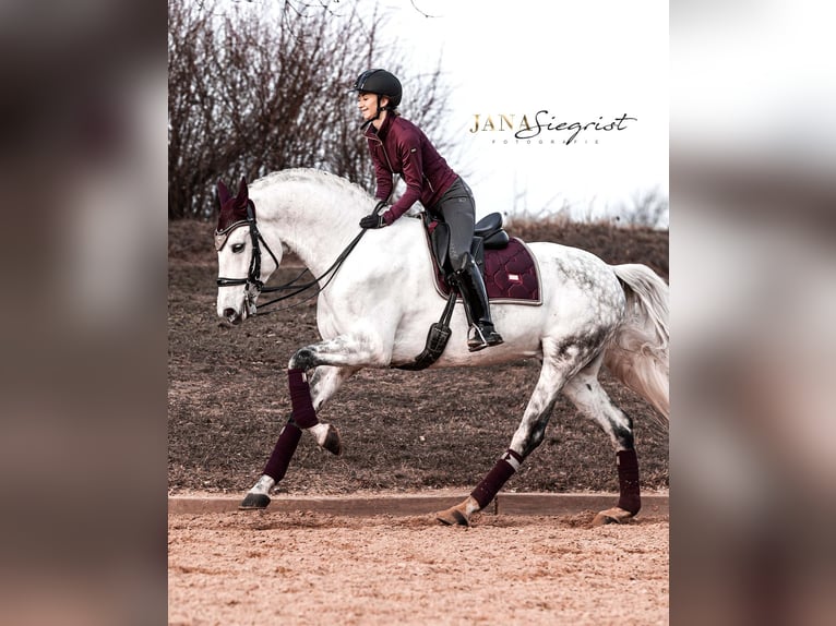 Lusitano Wałach 13 lat 171 cm Siwa in Tiefenbronn