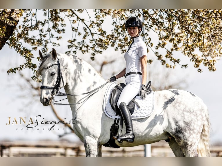 Lusitano Wałach 13 lat 171 cm Siwa in Tiefenbronn