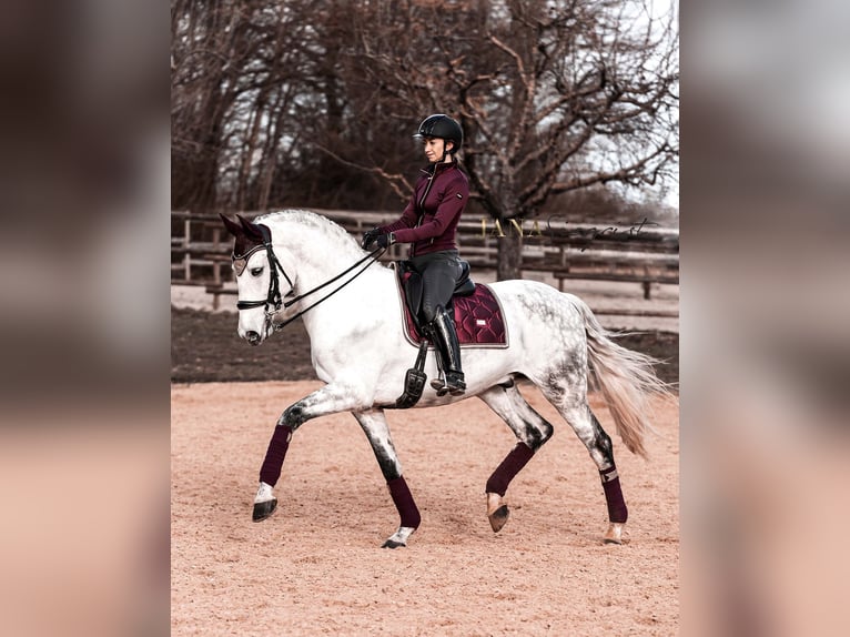 Lusitano Wałach 13 lat 171 cm Siwa in Tiefenbronn