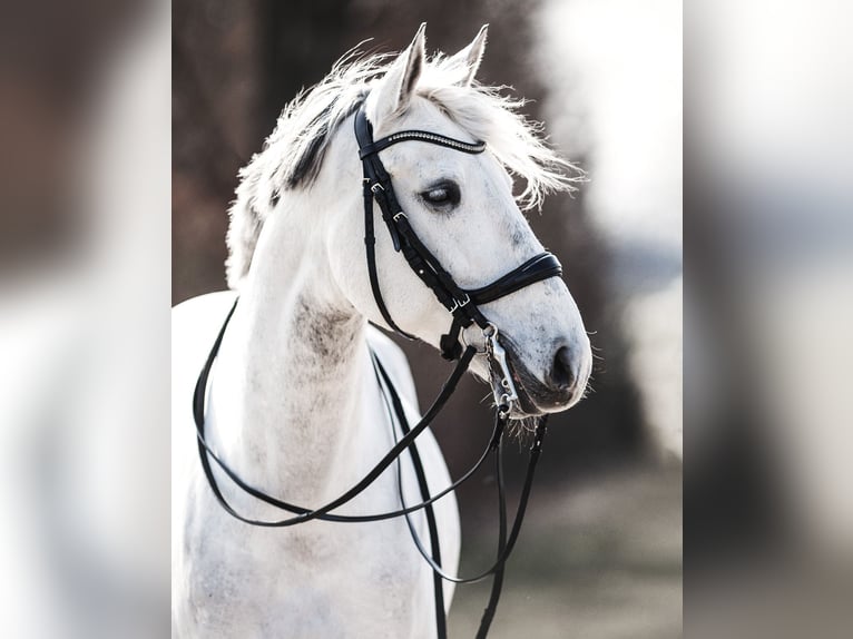 Lusitano Wałach 13 lat 171 cm Siwa in Tiefenbronn