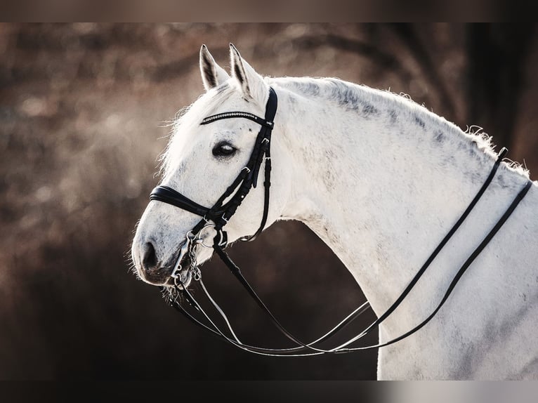 Lusitano Wałach 13 lat 171 cm Siwa in Tiefenbronn