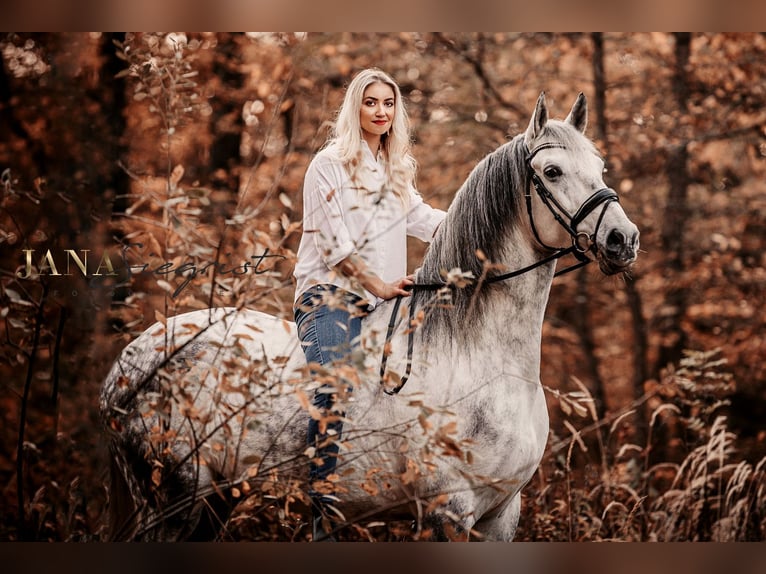 Lusitano Wałach 13 lat 171 cm Siwa in Tiefenbronn