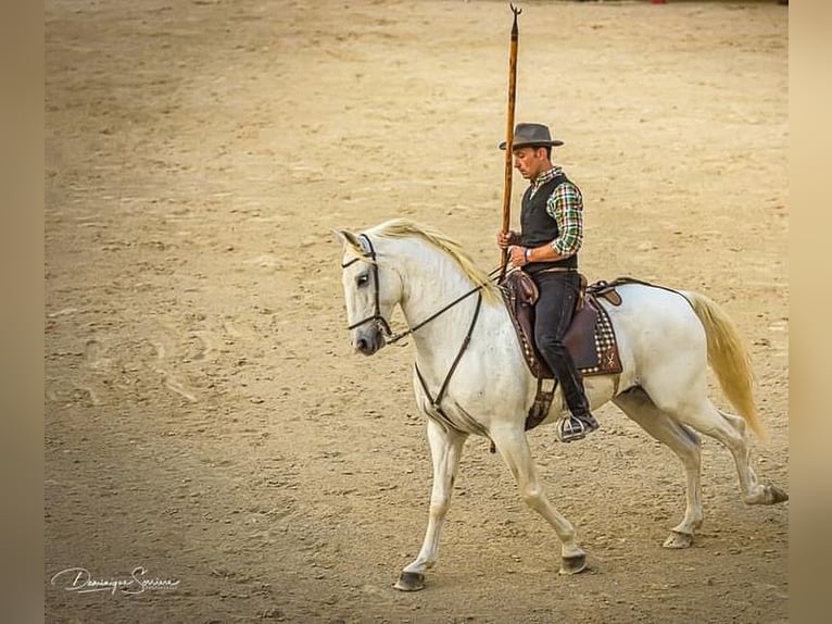 Lusitano Wałach 14 lat 156 cm Siwa in Arles