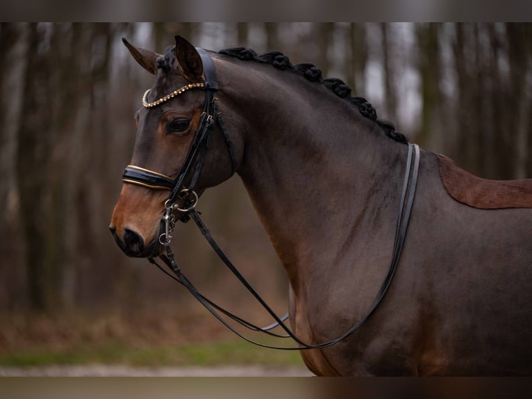 Lusitano Wałach 14 lat 163 cm Ciemnogniada in Wehringen