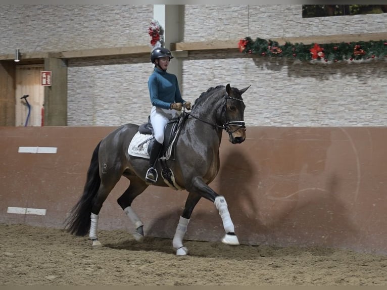 Lusitano Wałach 14 lat 163 cm Ciemnogniada in Wehringen