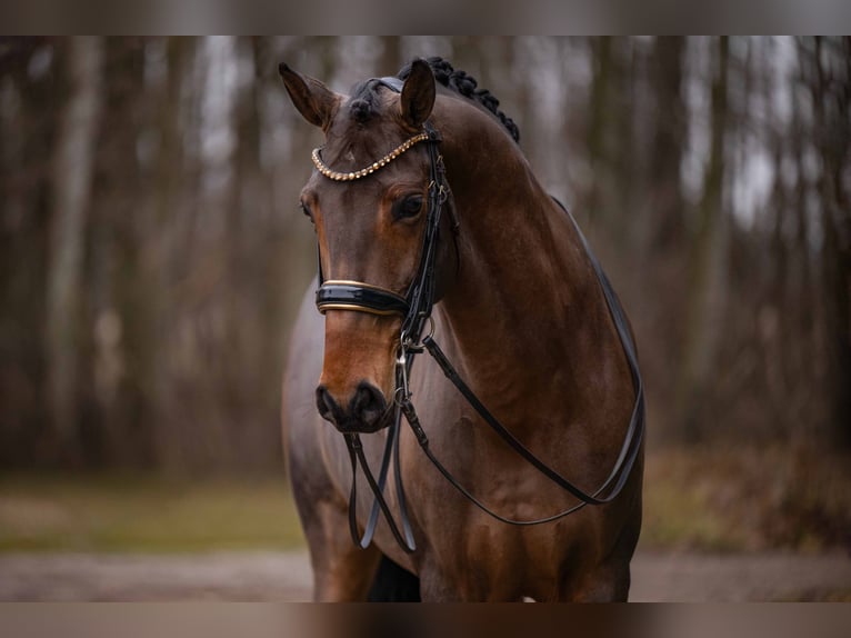 Lusitano Wałach 14 lat 163 cm Ciemnogniada in Wehringen