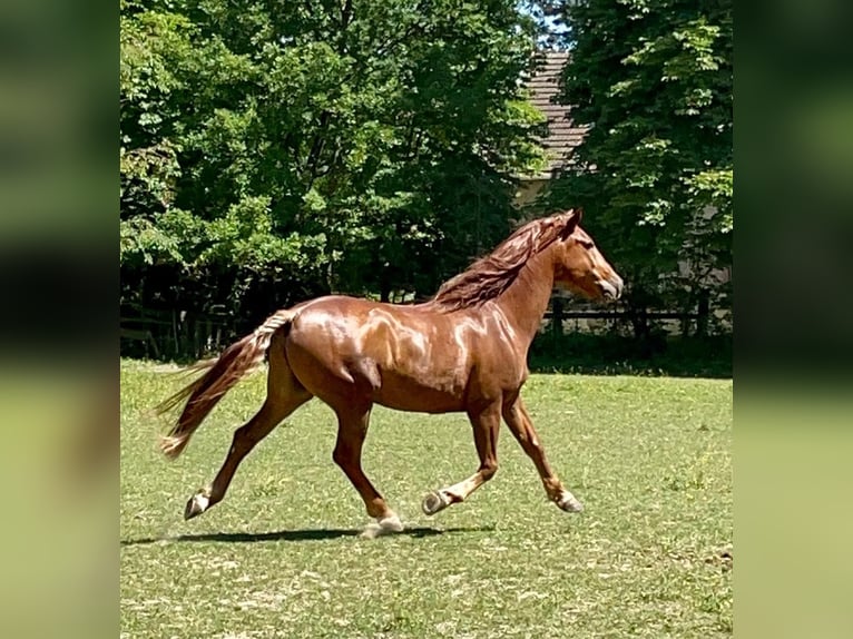 Lusitano Wałach 14 lat 164 cm Kasztanowata in Karlsruhe