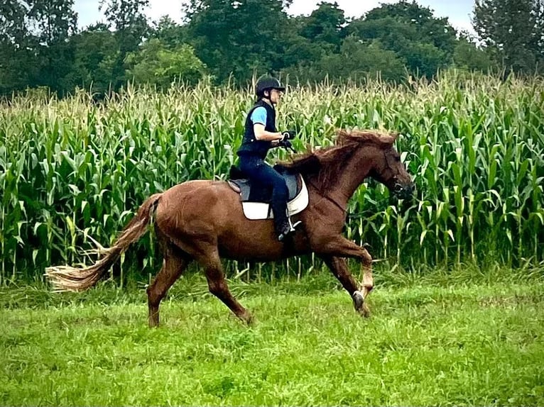 Lusitano Wałach 14 lat 164 cm Kasztanowata in Karlsruhe