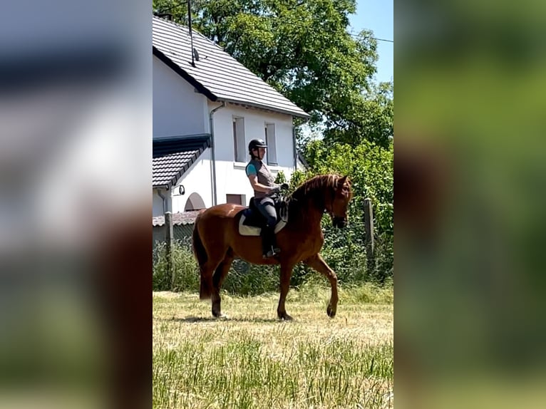 Lusitano Wałach 14 lat 164 cm Kasztanowata in Karlsruhe