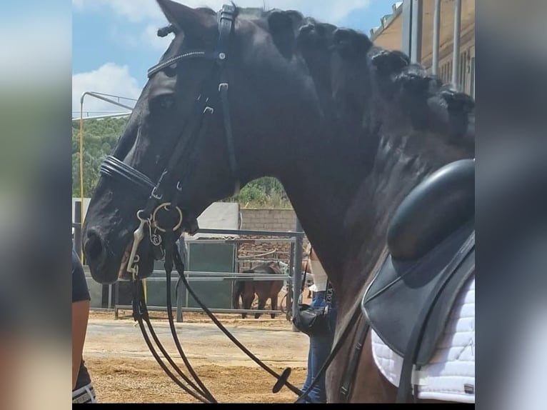 Lusitano Wałach 14 lat 165 cm Kara in Martfeld