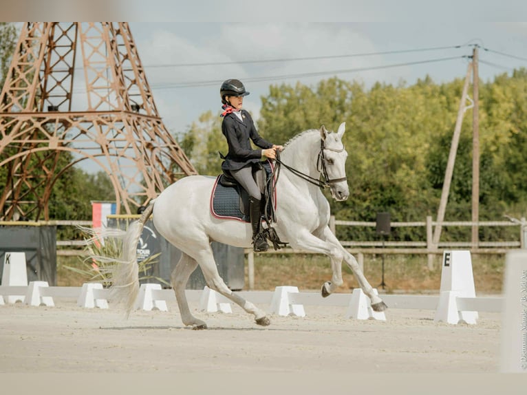 Lusitano Wałach 14 lat 168 cm Siwa in Ain