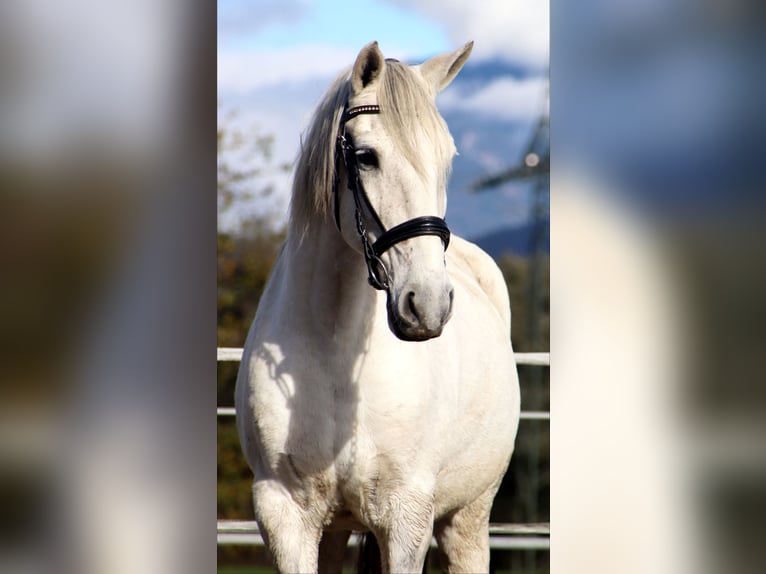 Lusitano Wałach 15 lat 155 cm Siwa in Kirchbichl