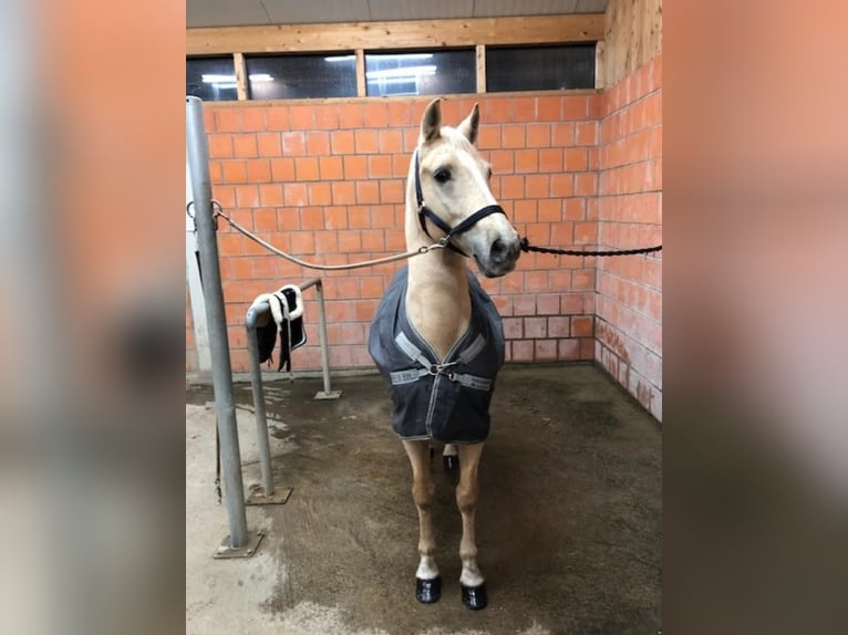 Lusitano Wałach 15 lat 158 cm Izabelowata in Speyer