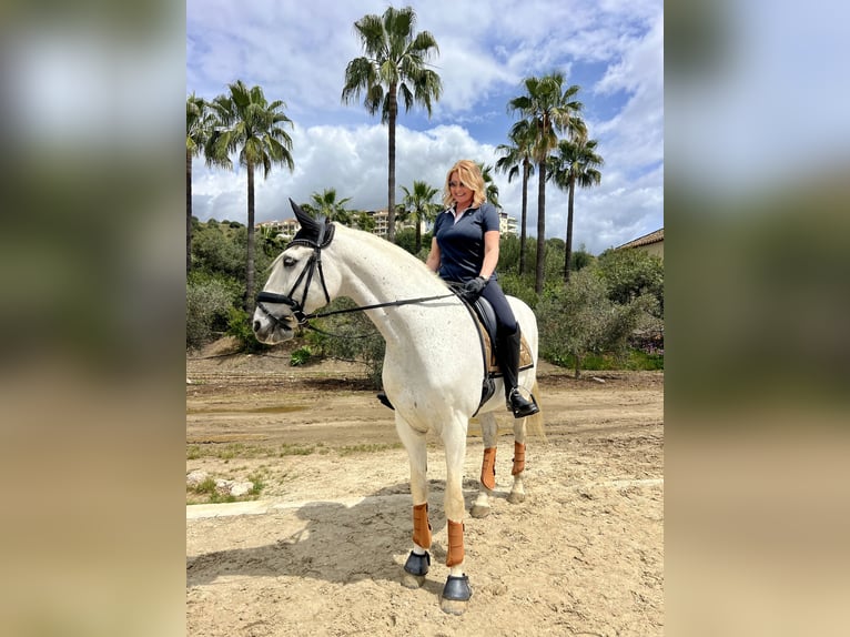Lusitano Wałach 15 lat 164 cm Biała in Malaga