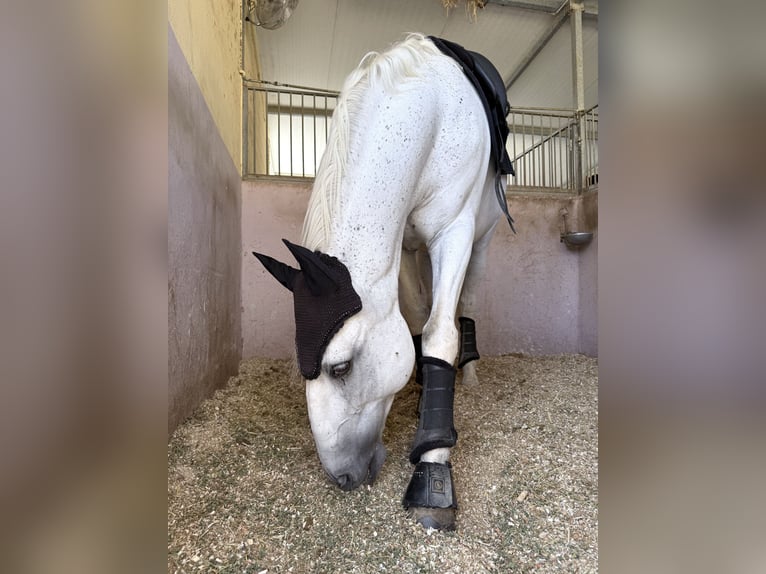 Lusitano Wałach 15 lat 164 cm Biała in Malaga