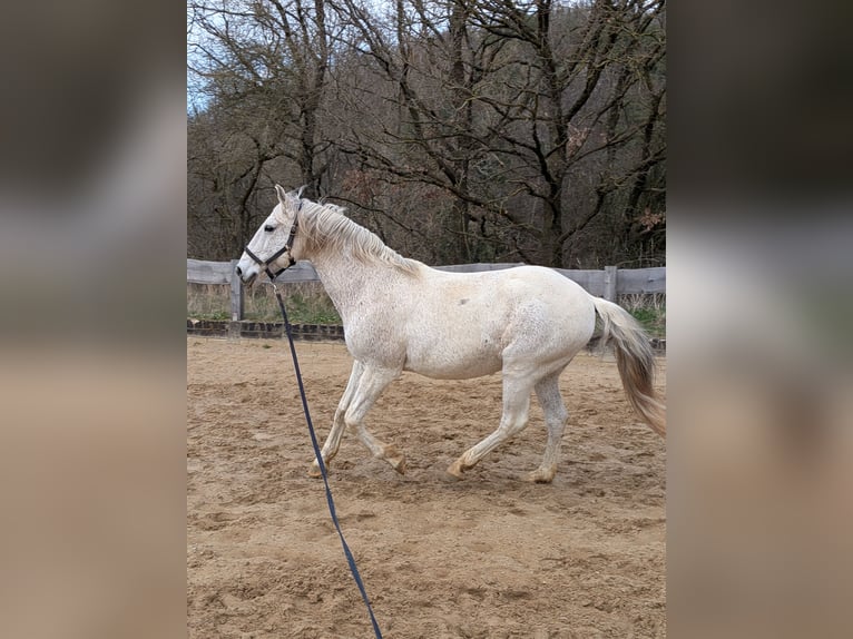 Lusitano Wałach 16 lat 145 cm Siwa w hreczce in Bad Münstereifel