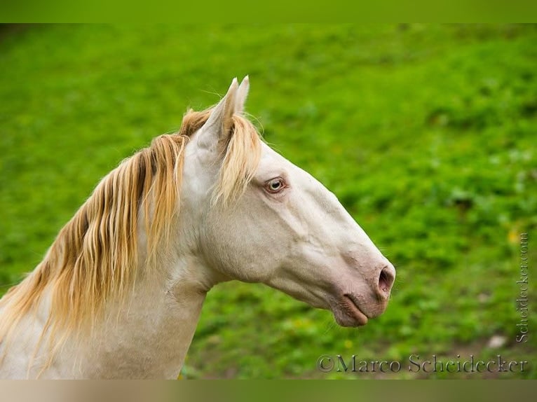 Lusitano Mix Wałach 16 lat 147 cm Cremello in Mogersdorf