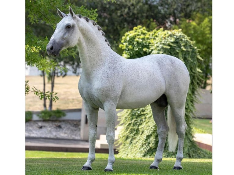Lusitano Wałach 16 lat 167 cm Siwa in Navas Del Madro&#xF1;o
