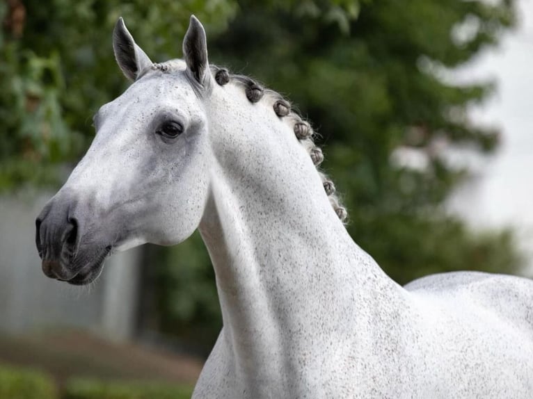 Lusitano Wałach 16 lat 167 cm Siwa in Navas Del Madro&#xF1;o