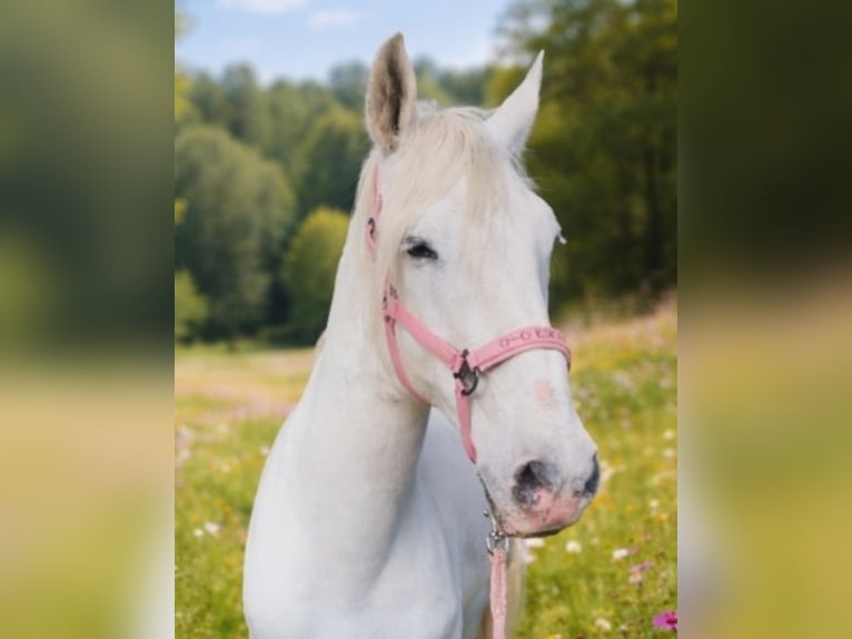 Lusitano Wałach 17 lat 167 cm Siwa in Ostbevern