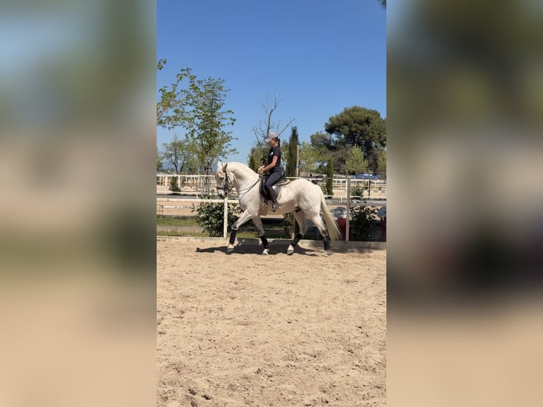 Lusitano Mix Wałach 18 lat 157 cm Siwa in Valdetorres De Jarama