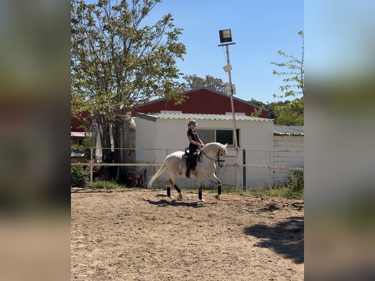 Lusitano Mix Wałach 18 lat 157 cm Siwa in Valdetorres De Jarama