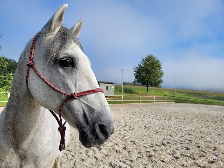 Lusitano Wałach 20 lat 155 cm Siwa in Ebern