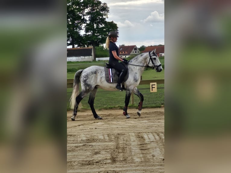 Lusitano Wałach 20 lat 165 cm Siwa jabłkowita in Stemwede Lusitano Wałach 20 lat 165 cm Siwa jabłkowita in Stemwede