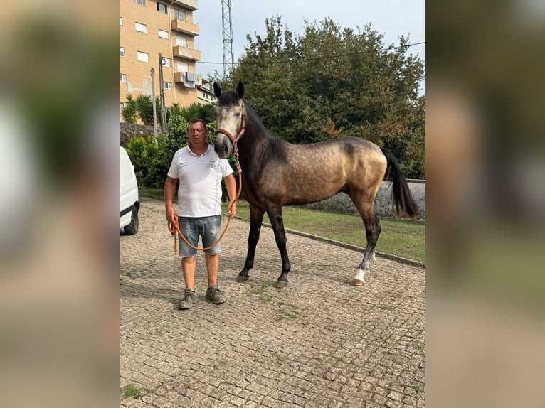 Lusitano Wałach 2 lat  in Paços de Ferreira