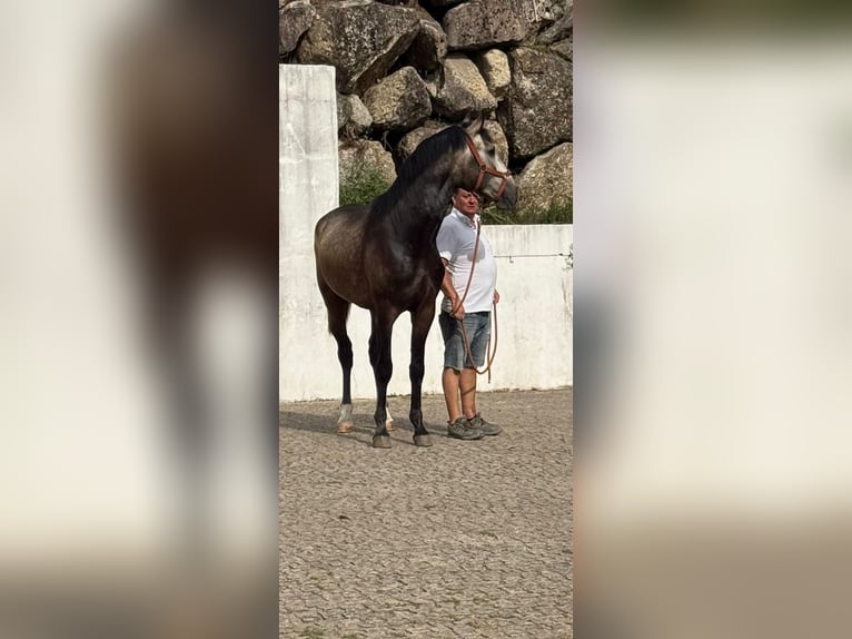 Lusitano Wałach 2 lat  in Paços de Ferreira