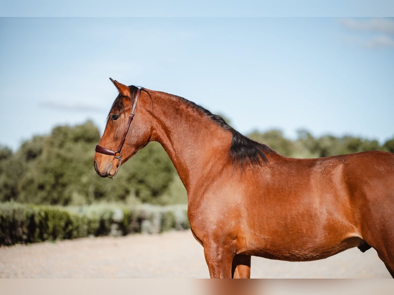 Lusitano Wałach 2 lat in El gastor