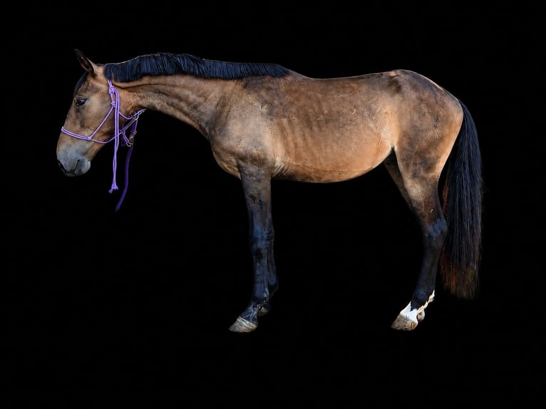 Lusitano Wałach 3 lat 145 cm Jelenia in Terrassa
